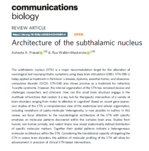 Read more about the article New Publication: Architecture of the subthalamic nucleus